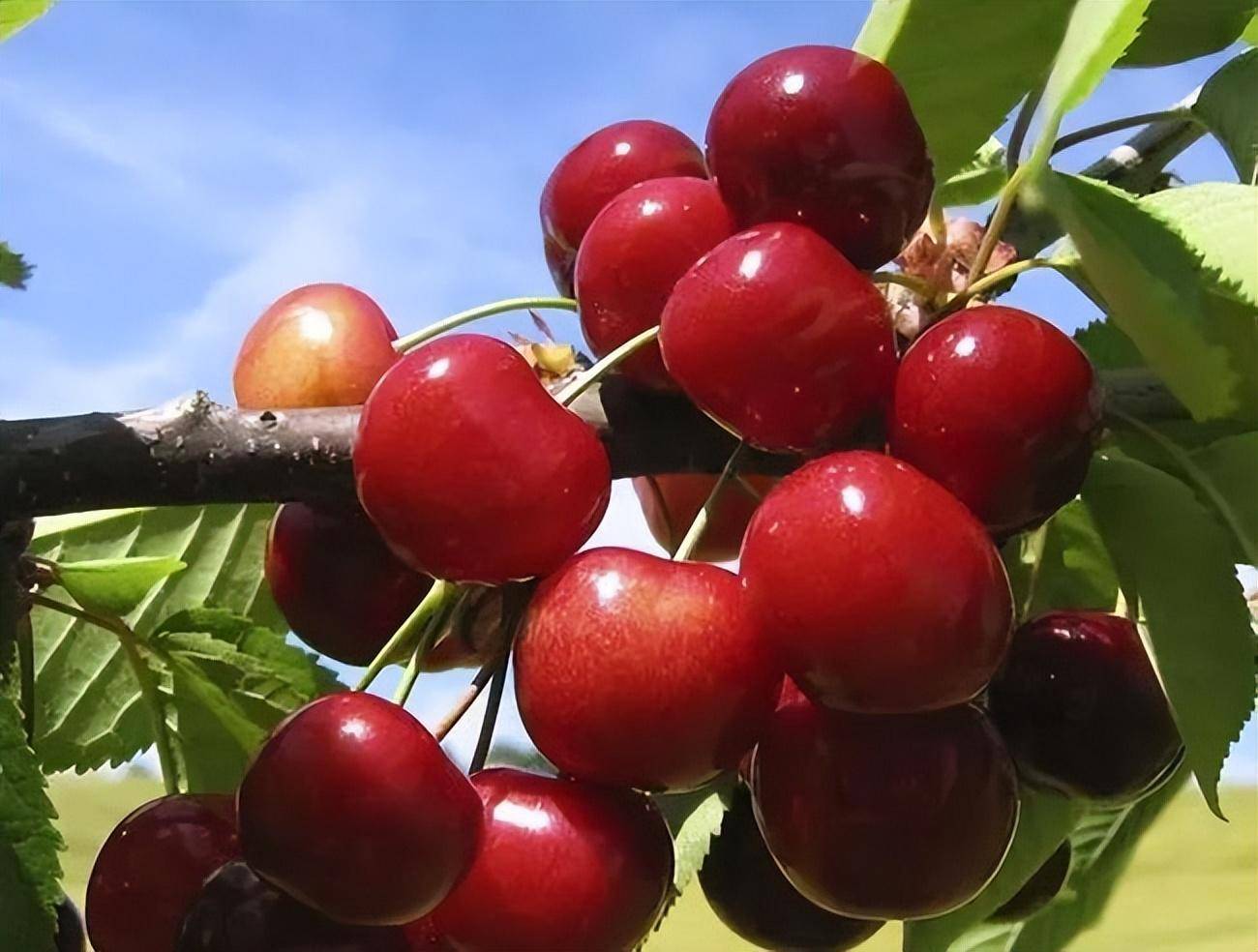 冬季大樱桃如何管理_修剪_枝条_进行