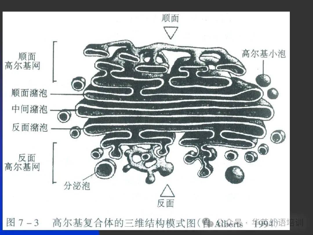 verocuolo图片