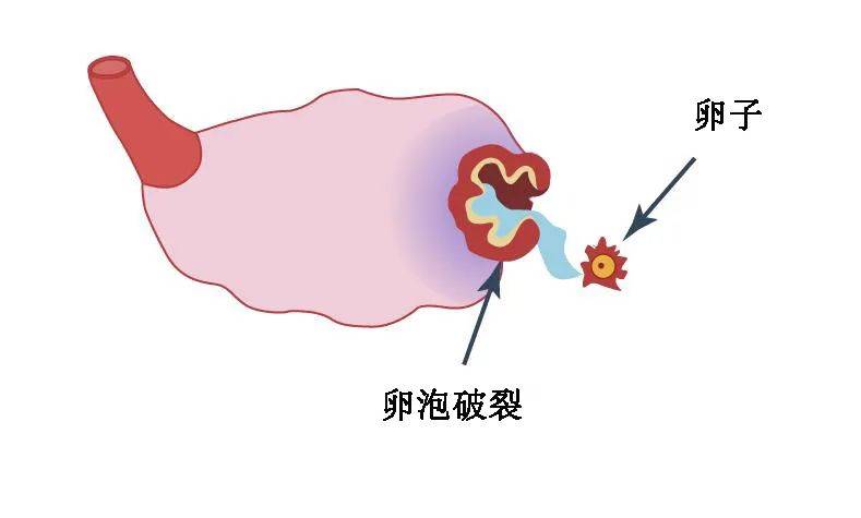 卵泡