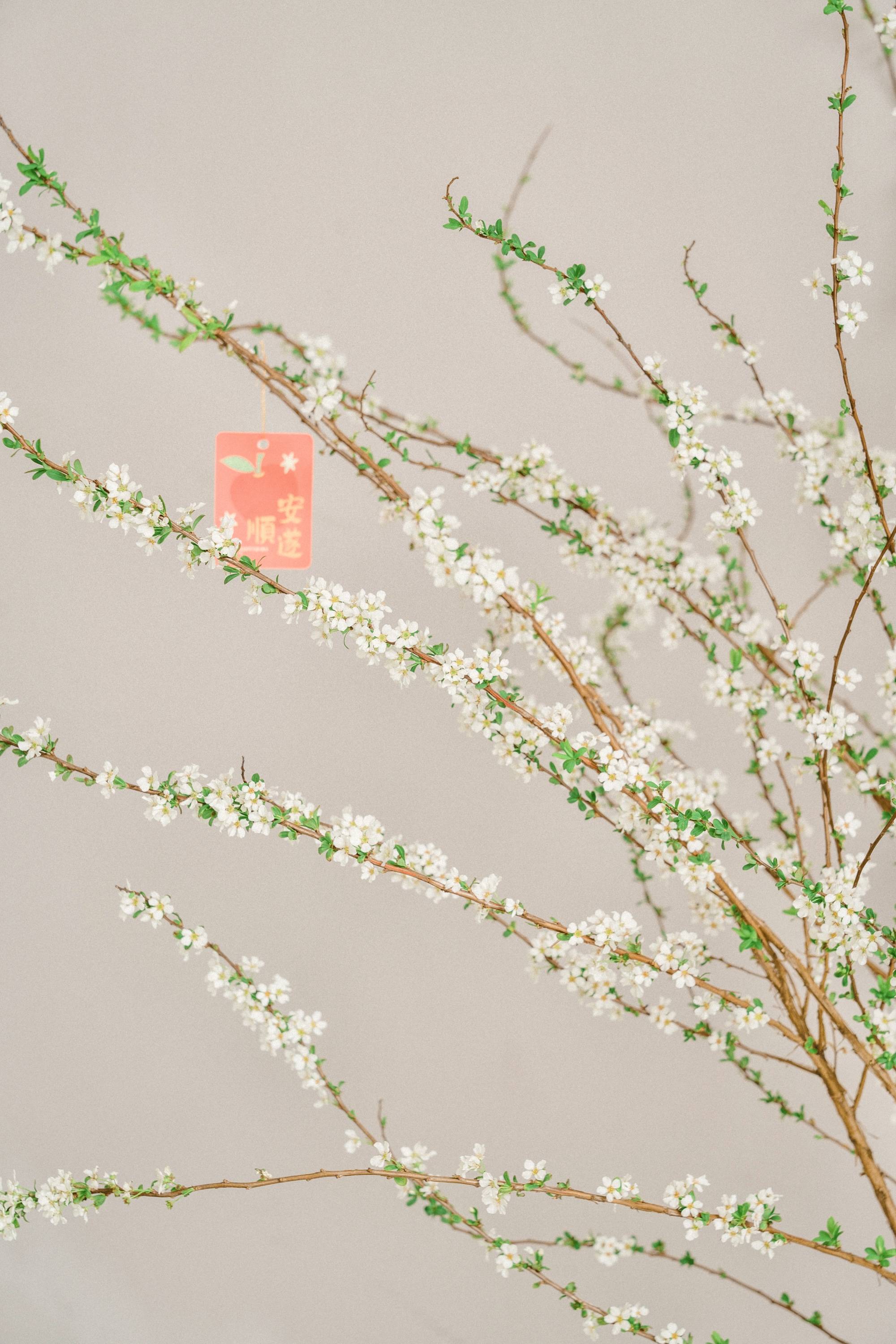 年宵花|一些关于雪柳养护的分享_根部_修剪_开花