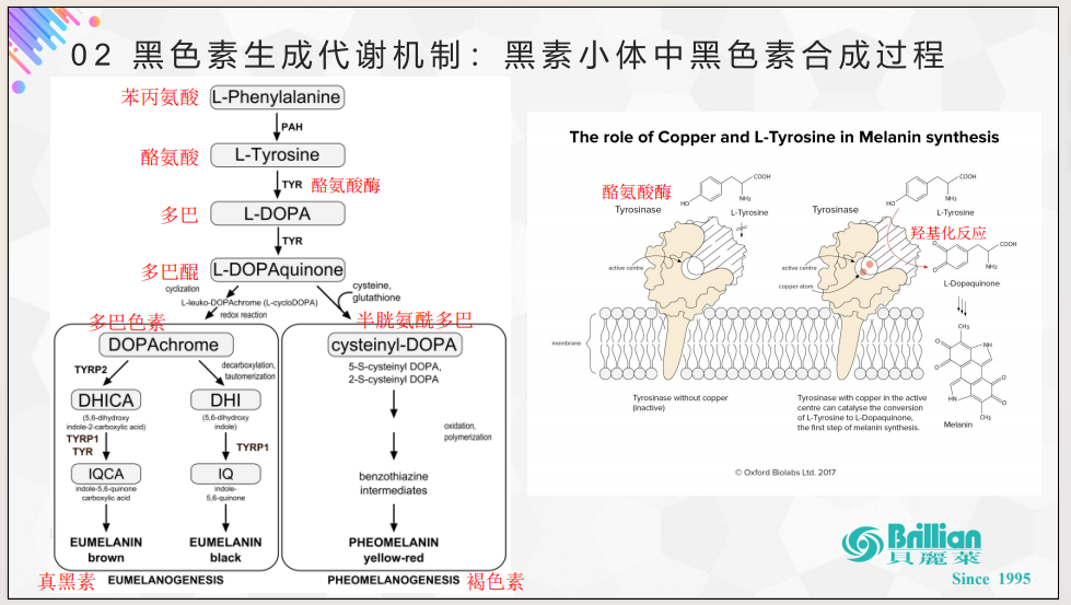 随着皮肤代谢,黑色素会跟着衰老的角质细胞一同脱落,而不能及时脱落的