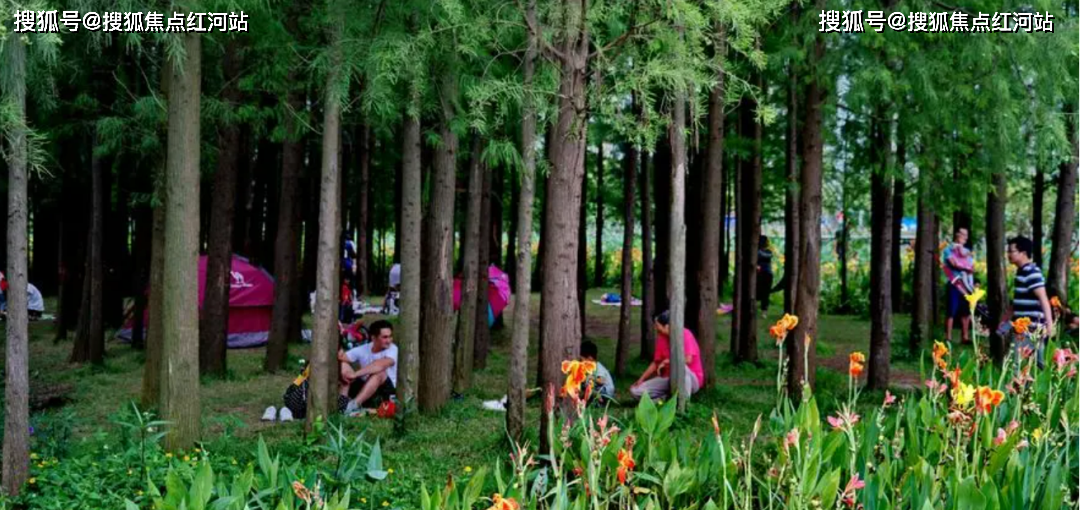 公園集群全部都是你家孩子的自然課堂,一年365天自由隨心暢享溼地研學