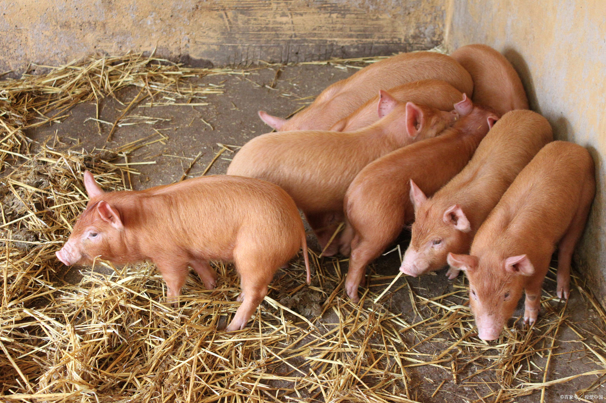 猪价止跌,中国养猪网多地继续上涨!