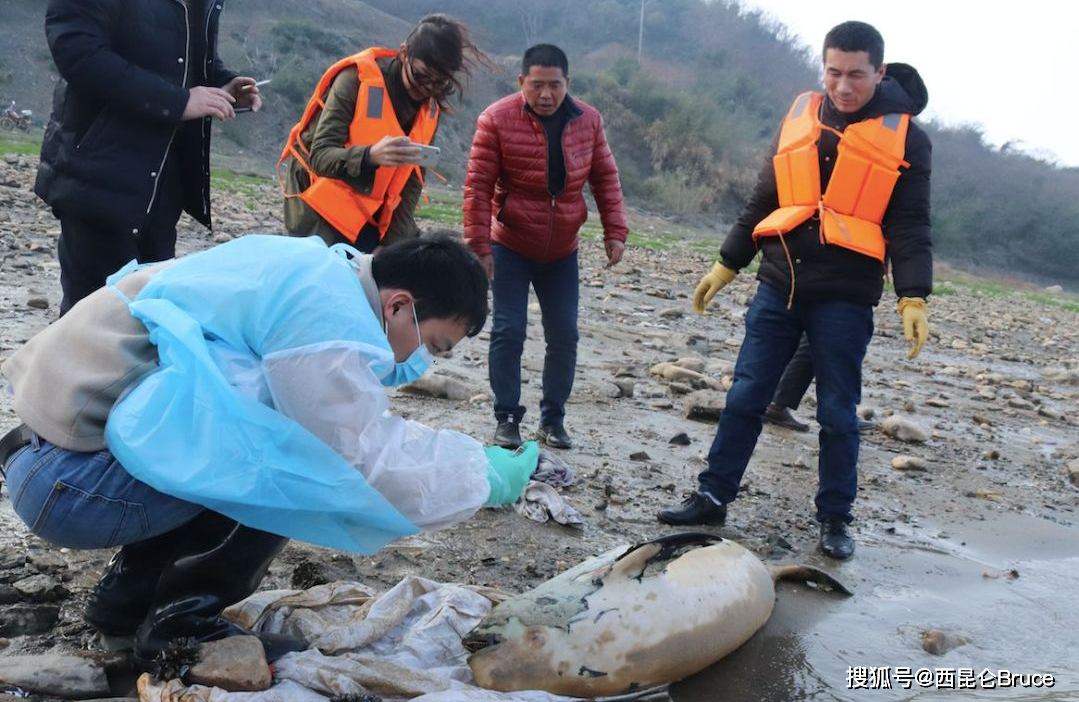 人为造成的?长江宜昌段疑发现江豚尸体,嘴上被鱼钩刺穿,正调查