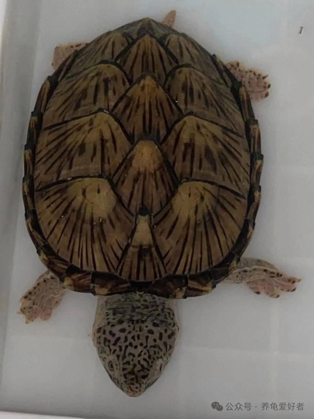 又死了剃刀龟,难道剃刀不是好养的那种吗?_水温_时候_食物