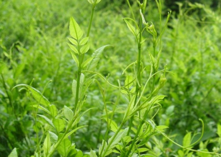 没事吃点天然"青霉素",润喉止痛,少咳嗽_影响_身体_气候