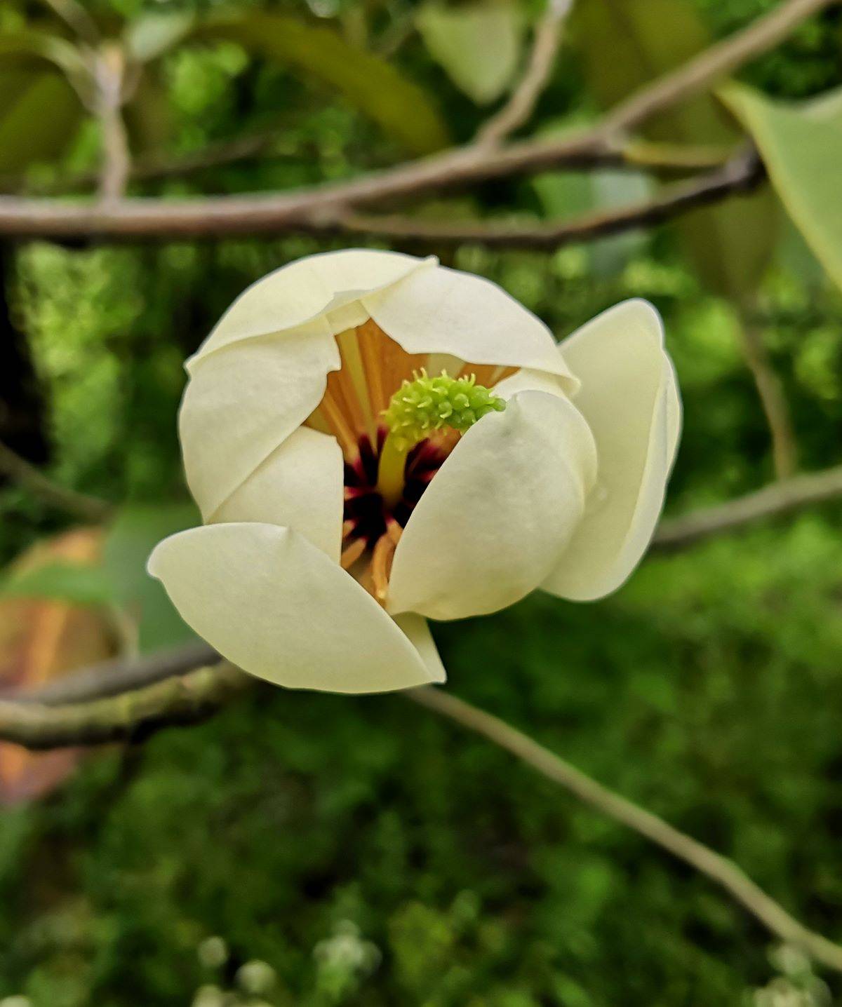 含笑花图片 颜色图片