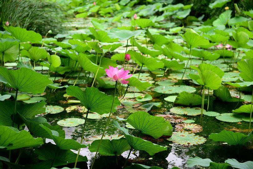 上海人民公園荷花池:池小花雅景幽_fwxm__tcxt_https