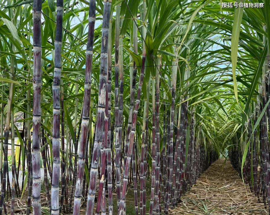甘蔗,又称竿蔗,接肠草,有4大作用,价值极高,农民朋友要了解!