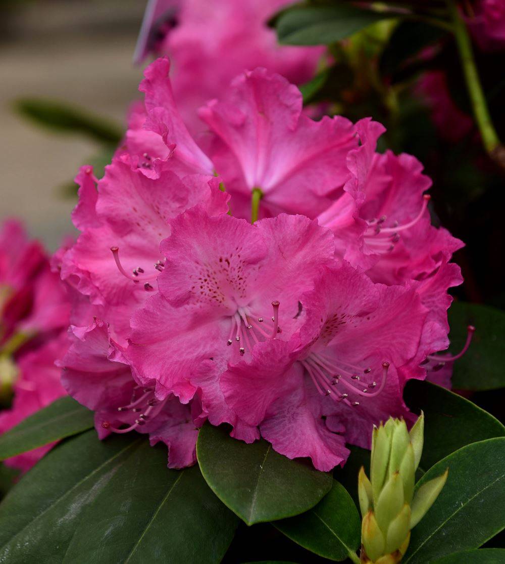 花叶兼美的高山杜鹃品种_花朵_花瓣_漏斗