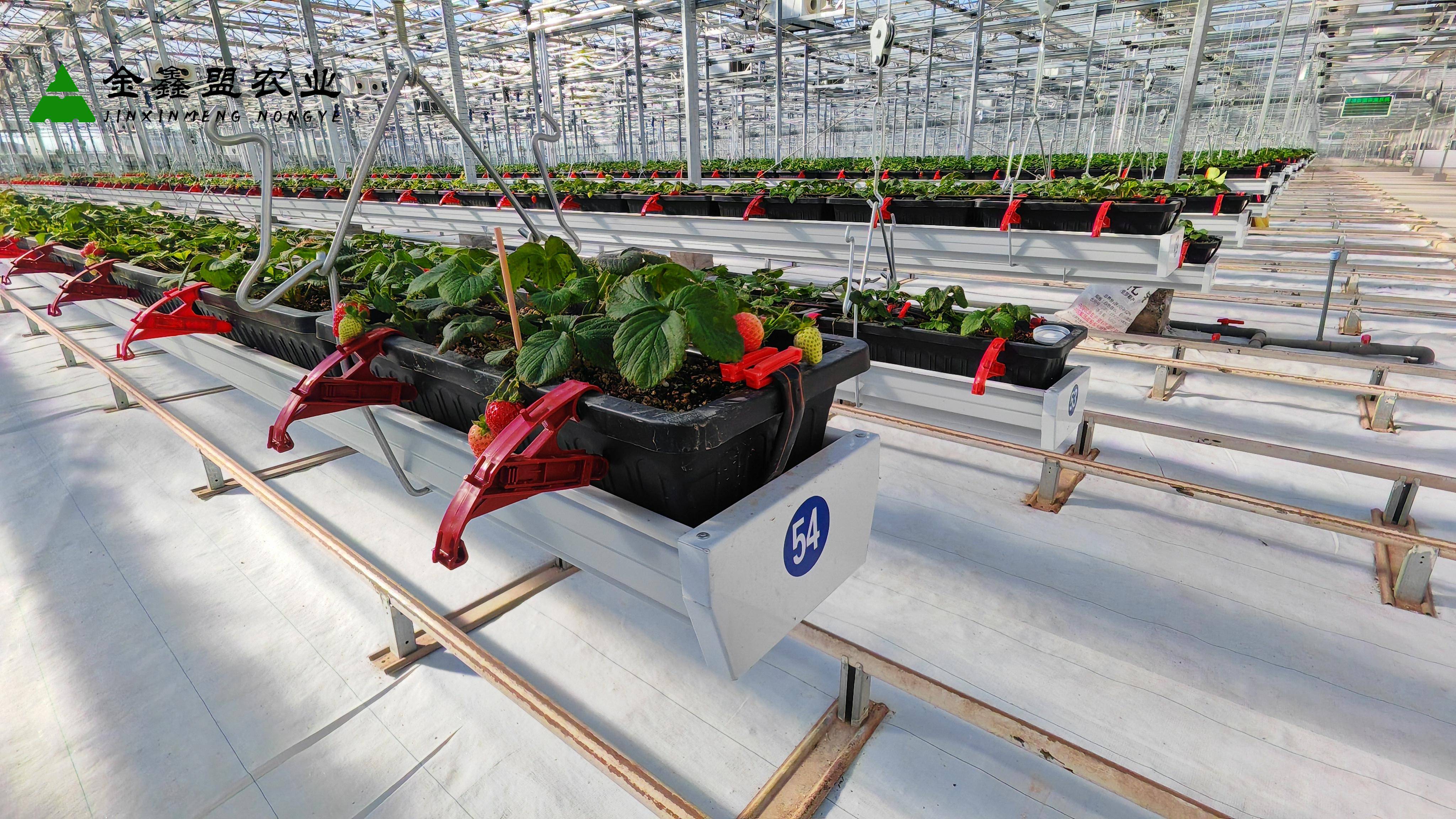 空中草莓设备价格每米多少钱?_农业_进行_根据自身