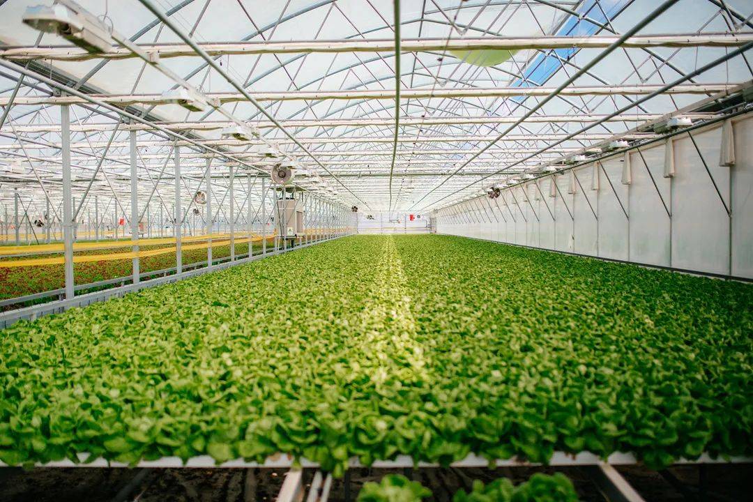 智慧大棚加持,让传统农业提"智"增效_作物_智能_种植