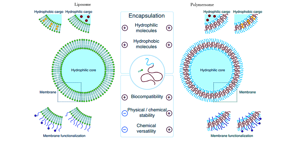 阳离子脂质体的制备方式_正电荷_辅助_分子