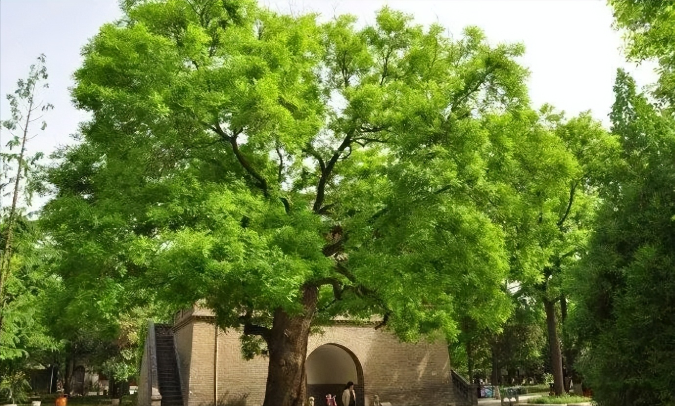 庭中有奇树背景图片