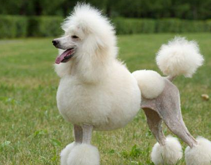 法国的长卷毛犬,匈牙利的水猎犬,葡萄牙水犬,爱尔兰水犬,西班牙寥犬