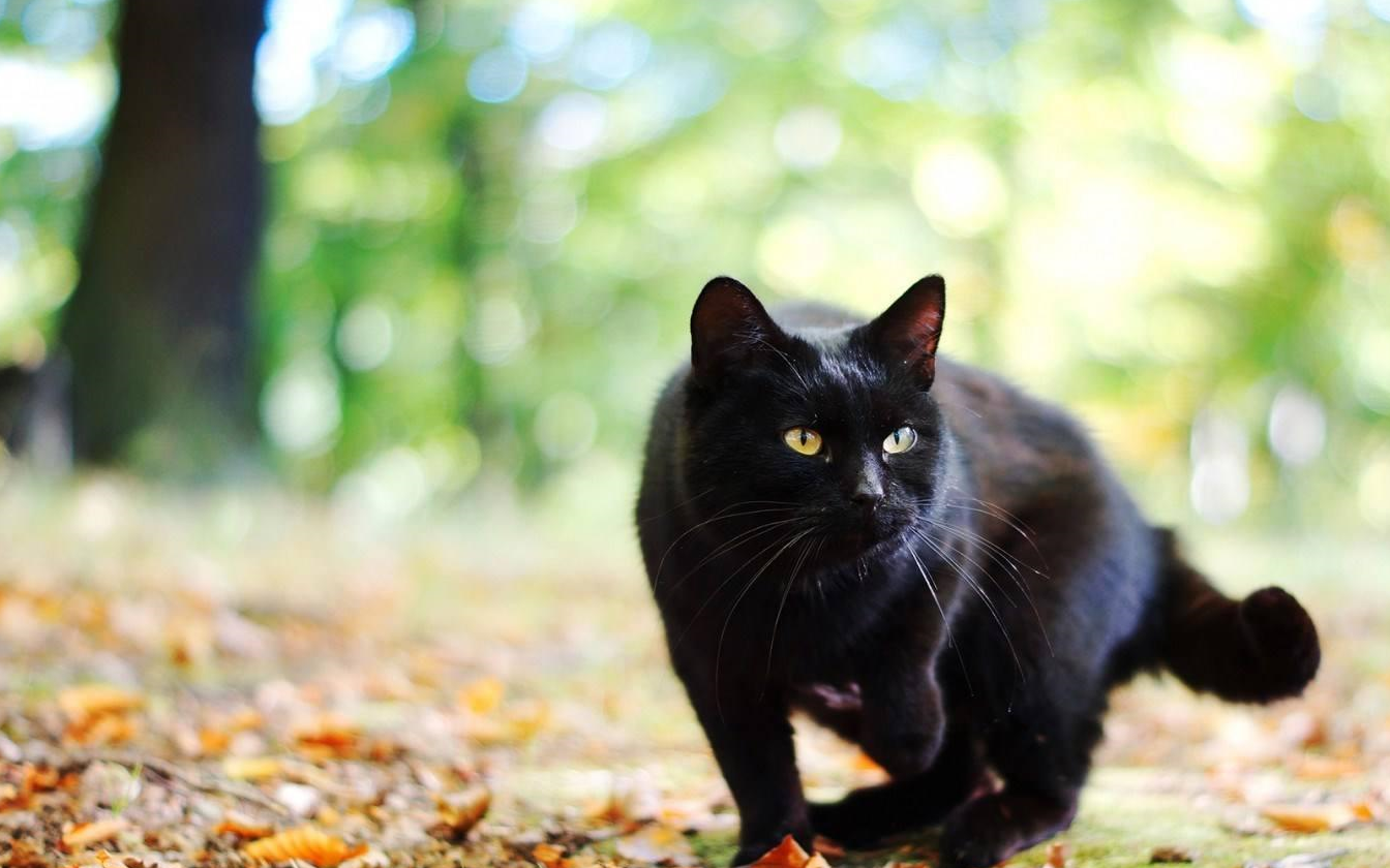 黑猫为什么总是不被"待见"?原来它吃亏在这6点上_主人_原因_人们