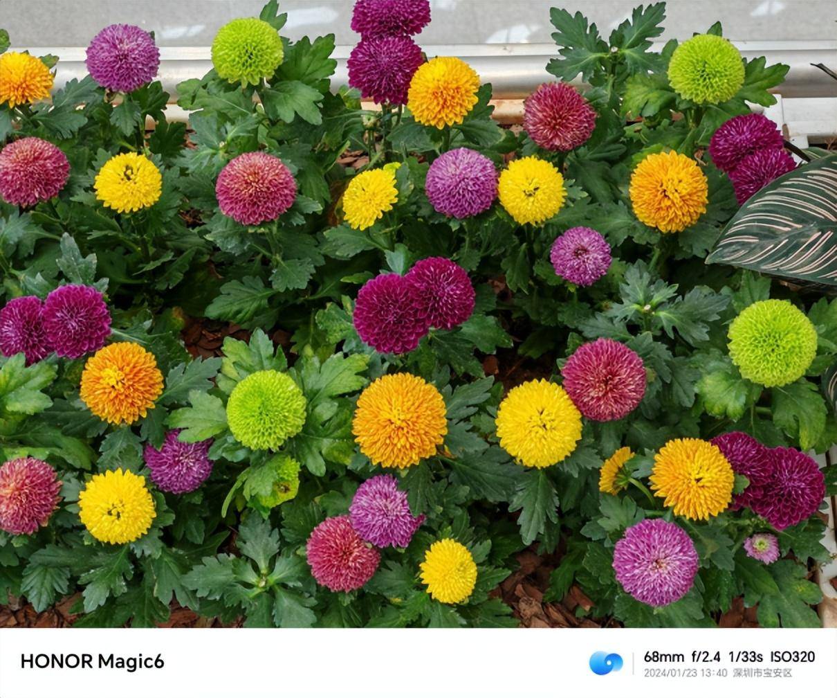 荣耀Magic6标准版带来的Pro级丝滑体验，流云紫配色惊艳登场！