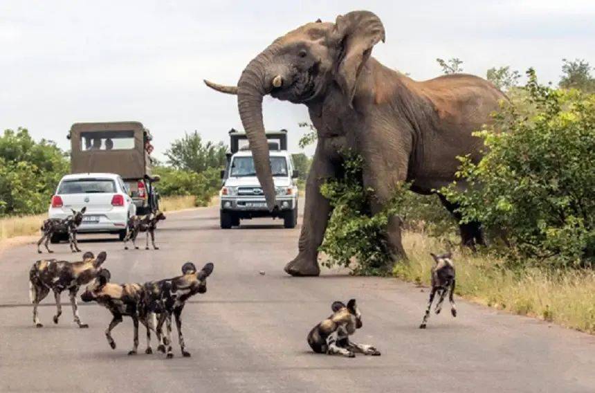 揭秘大象与犀牛之间的奇妙关系!_竞争_领地_食物