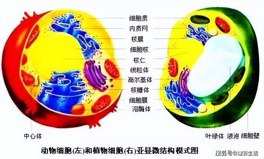 初中生物知識點總結,收藏備用!_影響_環境_食物鏈