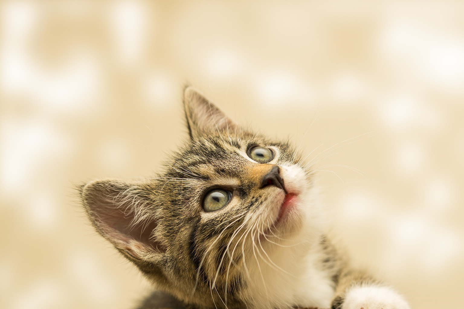 许多人喜欢养猫,我却叫它多毛怪_时候_猫咪_老鼠