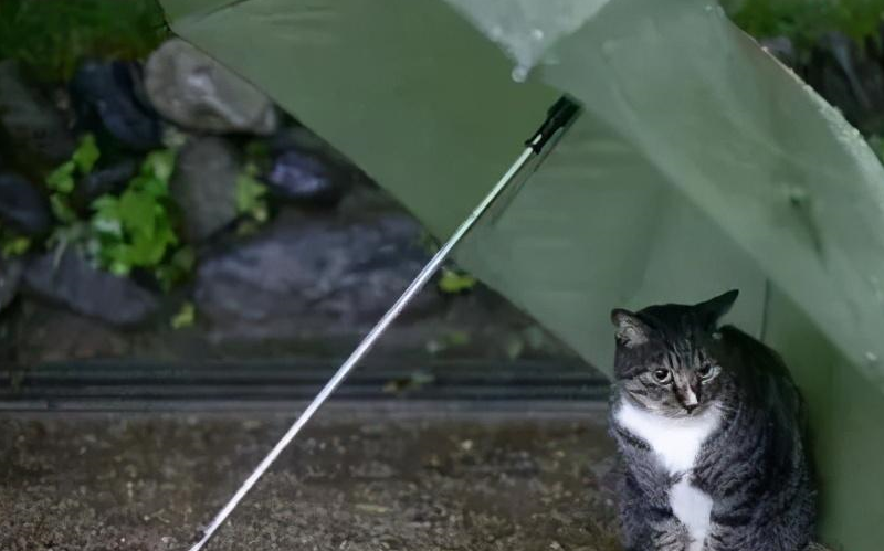 入冬后的下雨天,铲屎官看到流浪猫躲雨的样子,像极了韩剧的剧情_猫咪