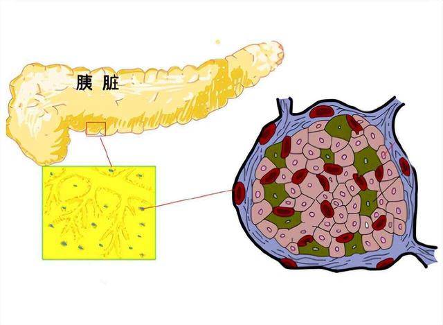 瓜子细胞结构图图片