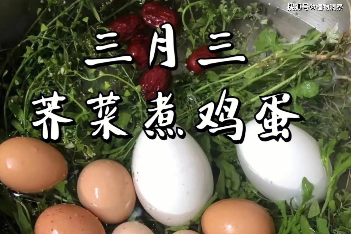 民间习俗:三月三地菜煮鸡蛋,地菜是什么?它有什么作用?