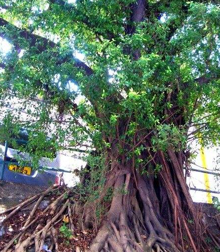 "身是菩提树,心如明镜台",那菩提树是什么样的?_衣钵_圆形_圣树