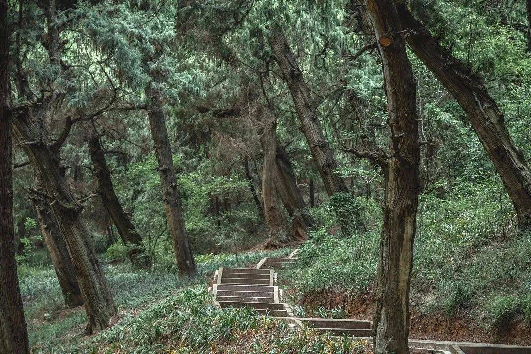 旅游四川·梓潼 | 翠云廊起点七曲山_古柏_柏树_种植