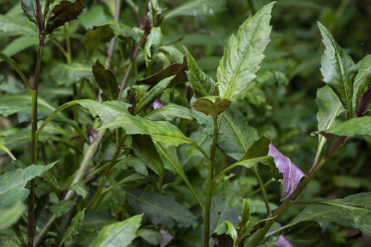 5.茼蒿茼蒿菜是煮火鍋的必選菜,它獨特的菊花味深得人們喜愛.