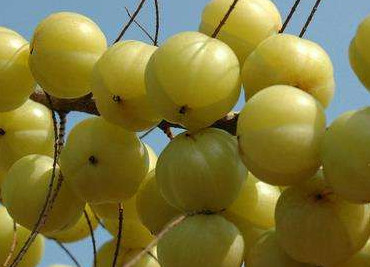 余甘果的功效是不错,但不是所有人都能吃的.