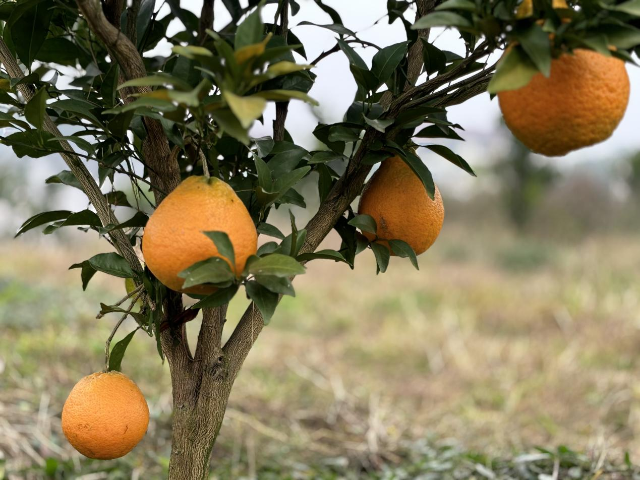 政府全程呵护,四川武胜大雅柑迎来丰收季_种植_发展_业主