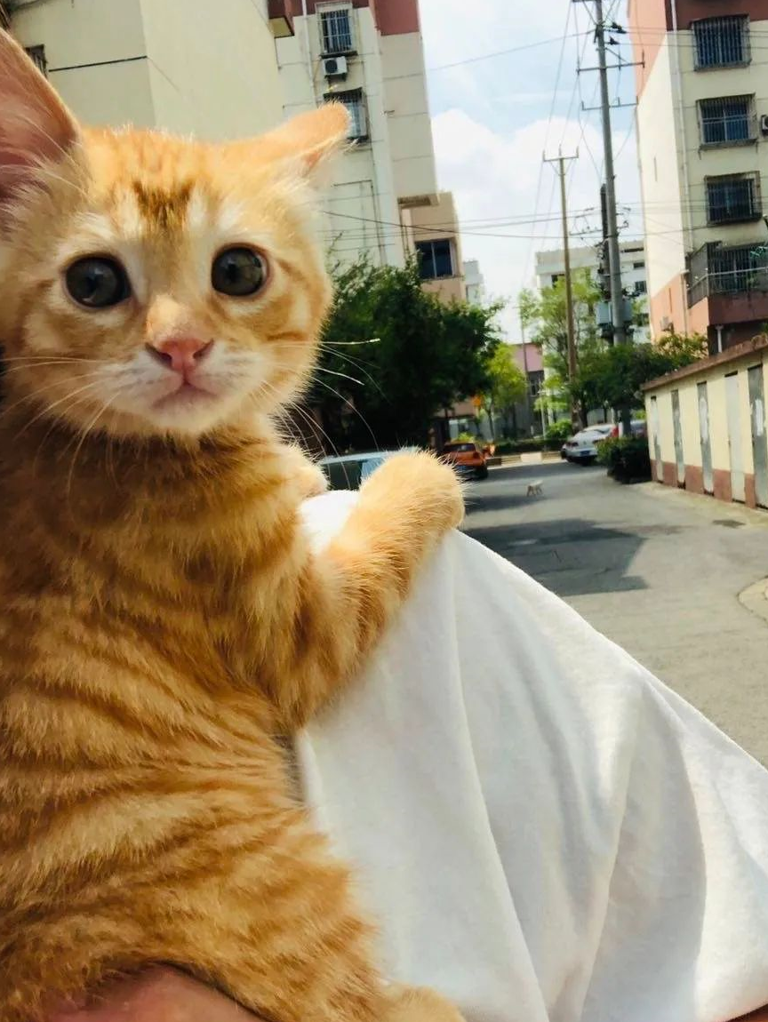 那些养橘猫的铲屎官,一不小心就被戴了绿帽子!_我家_姐姐_名字