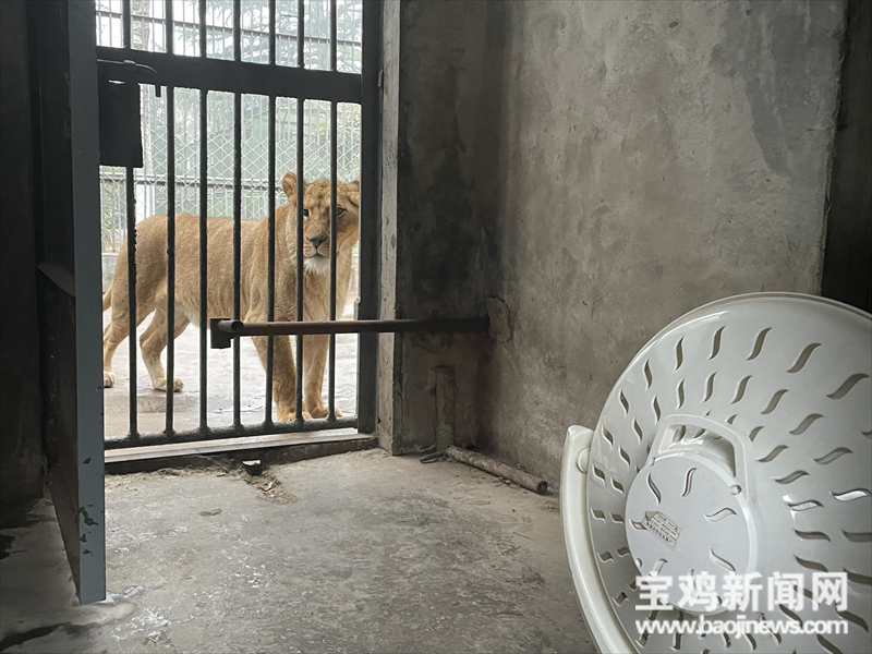 美甲,御寒,加餐 宝鸡动物园里的动物这样过大年_趾甲_修剪_麻醉