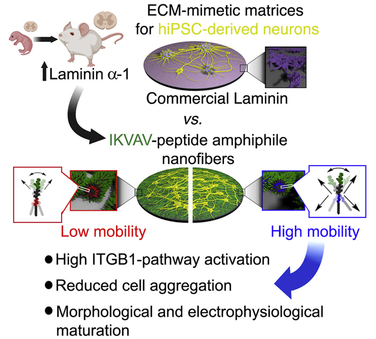 利用诱导性多能干细胞ipsc产生高度成熟的神经元,神经退行性疾病提供
