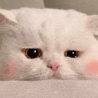 表情包:超可爱的萌宠猫咪动态静态表情包_时候_种类_不知道