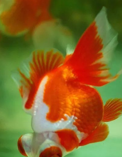 养鱼干货:如何从看这一方面及时发现金鱼生了病?_个体