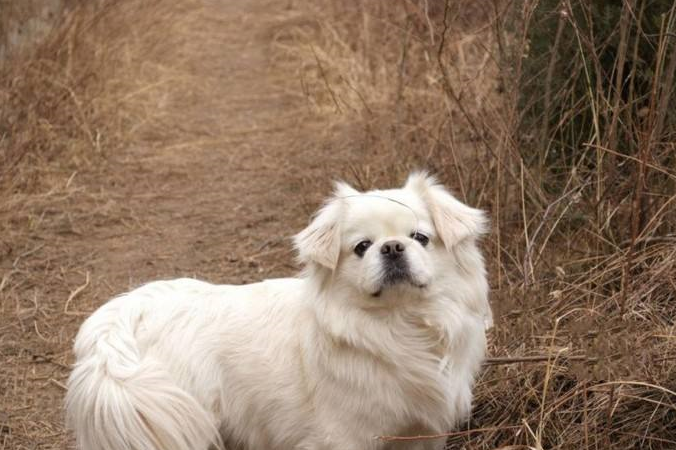 为什么独享皇家宠爱的"京巴",越来越少人养?_狗狗