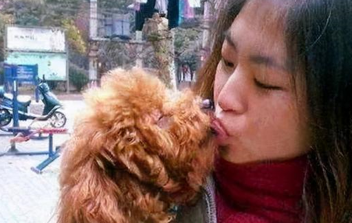 揭秘:泰迪犬为何受中国人欢迎?_训练_主人_毛发