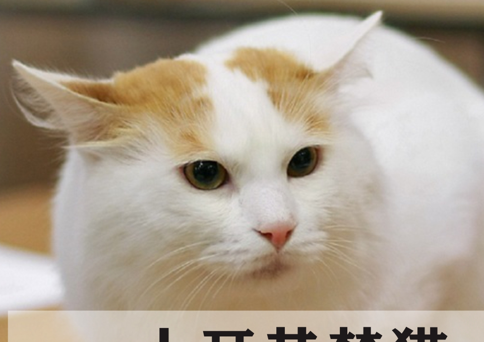 壁纸 动物 猫 猫咪 小猫 桌面 960_679