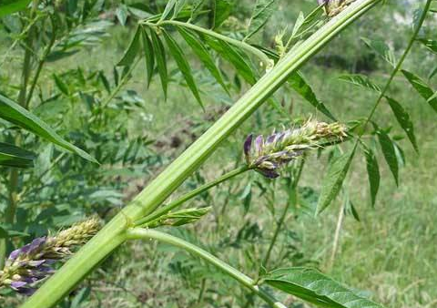 甘草种子繁殖技术,甘草扦插繁殖技术,值得收藏!_防治