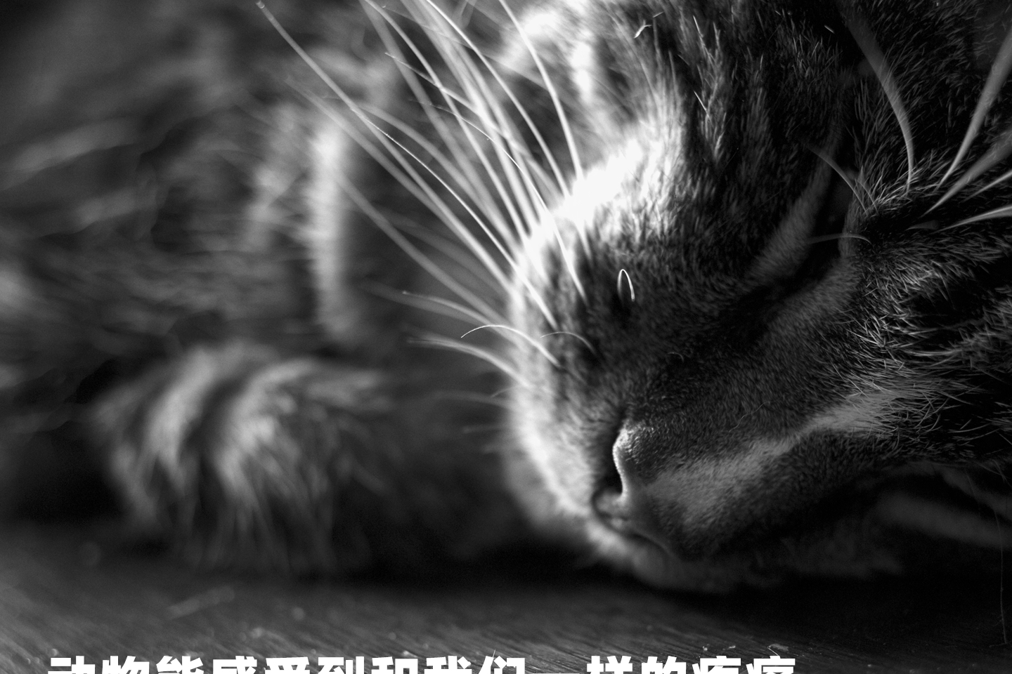 猫咪正在忍受痛苦的十个征兆,铲屎官别让喵星人独自承受痛苦!