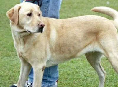 壁纸 动物 狗 狗狗 400_296