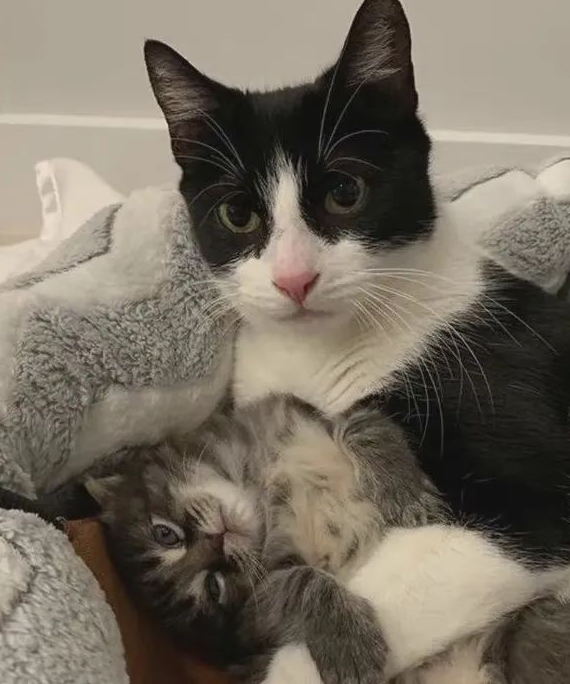 哈哈哈哈哈哈啊!04柯基:我不是真人,但你是真狗!