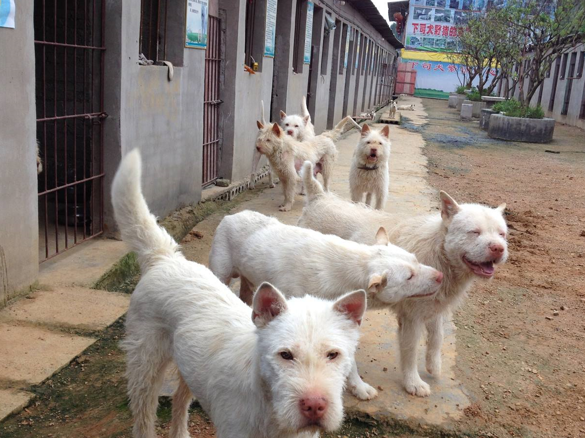 世界级猎犬:下司犬,你敢养吗?_毛发_狗狗_护理