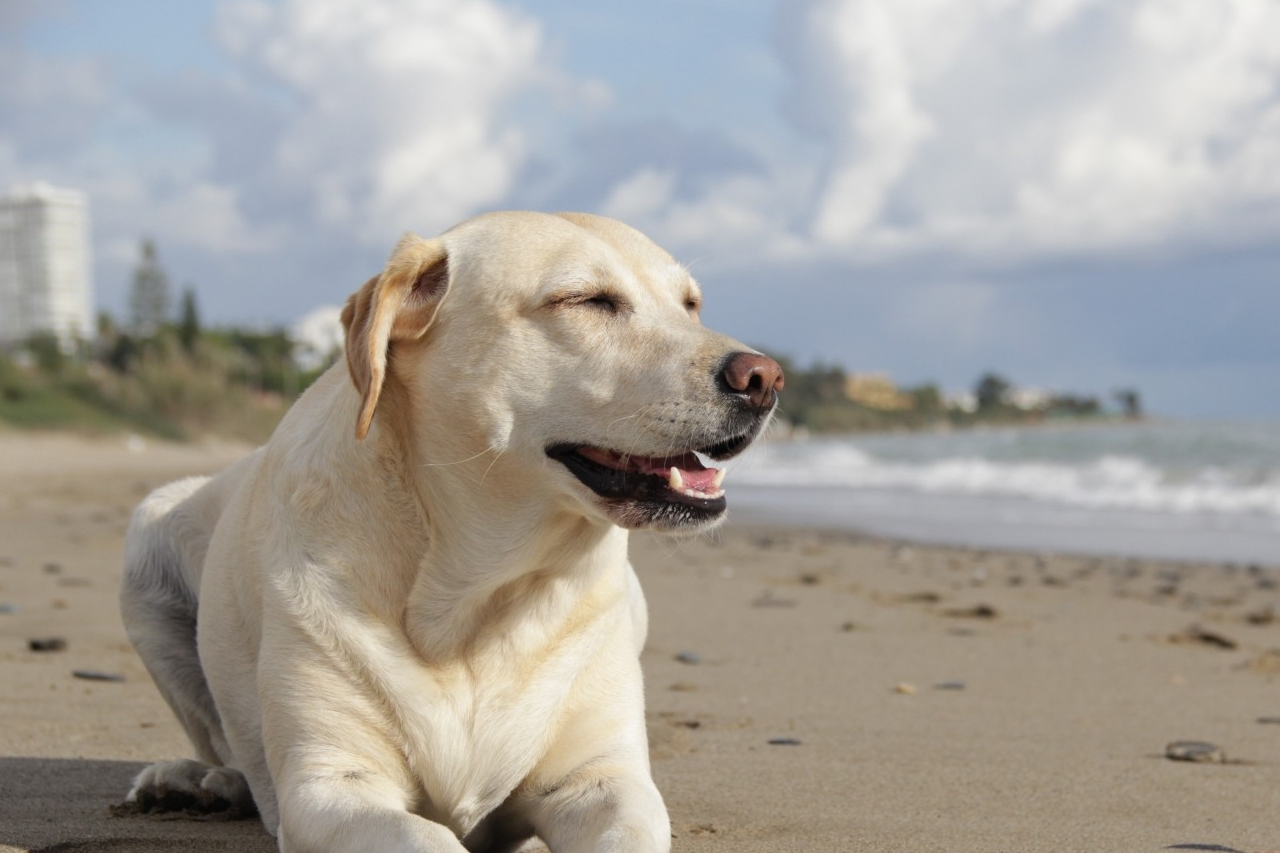 为什么说不要养拉布拉多,这5个缺点你能接受吗_狗狗_寿命_事情