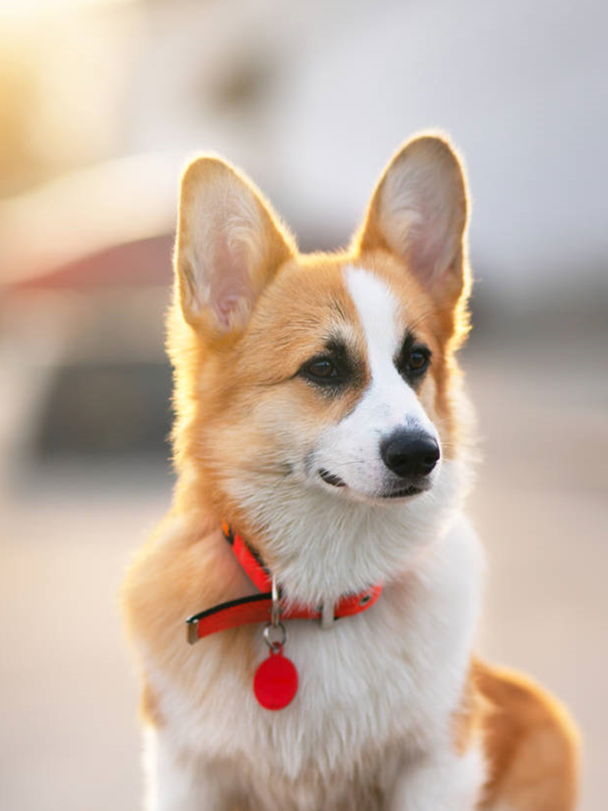 新手适合养什么狗?不坑人最适合家养品种犬排行榜