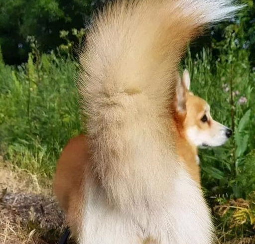 "电臀王"柯基犬,一定要断尾吗?_狗狗_尾巴_人们