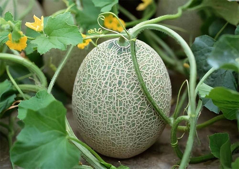 哈密瓜品种分类_肉质_果肉_椭圆