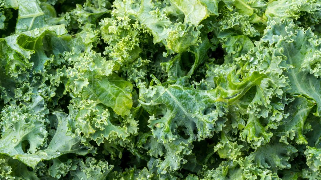 例如羽衣甘蓝,就是这样一种藏在身边的"抗癌蔬菜".